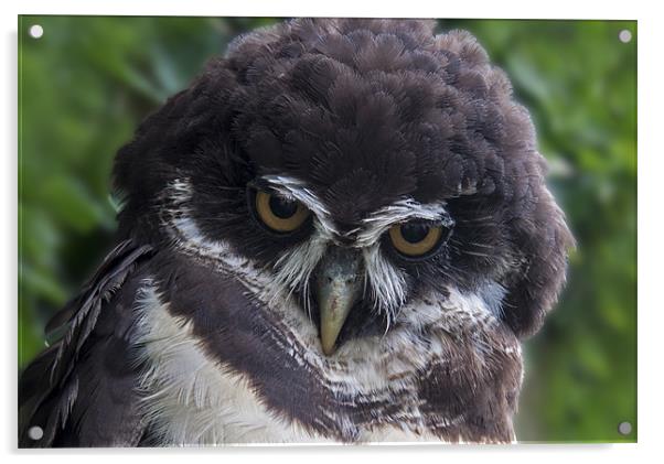 Spectacled Owl Acrylic by Roger Green