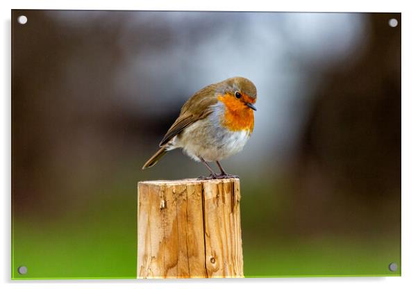 Robin on a Post Acrylic by Roger Green