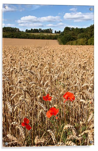 Poppies in a wheat field Acrylic by Tytn Hays