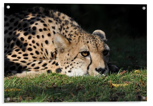 Resting Cheetah Acrylic by Robin Lodge