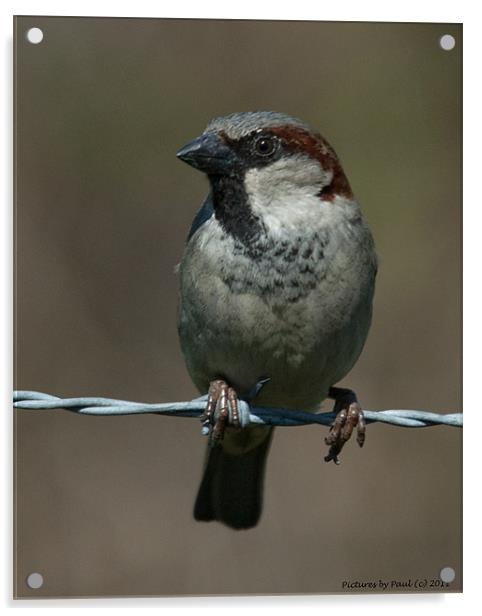 Sparrow Acrylic by Paul Howell