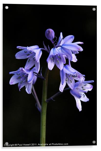 Spanish Bluebell Acrylic by Paul Howell