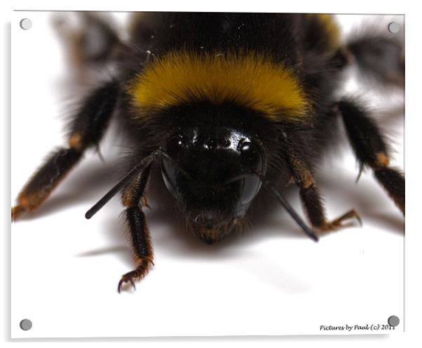 Bee Acrylic by Paul Howell