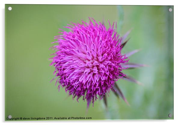 musk thistle Acrylic by steve livingstone