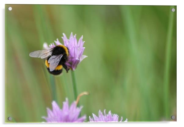 bumble bee Acrylic by steve livingstone