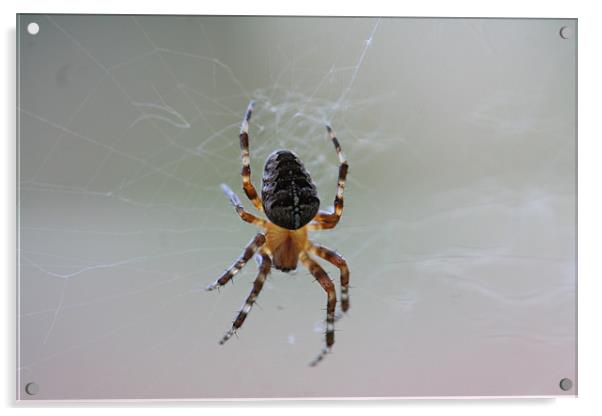 Garden Cross Spider,,Araneus Diadematus Acrylic by steve livingstone