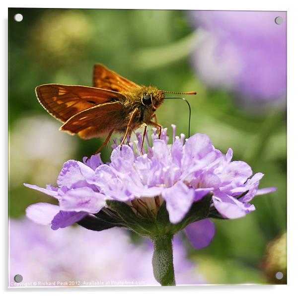 Large Skipper Butterfly Acrylic by Richard Peck