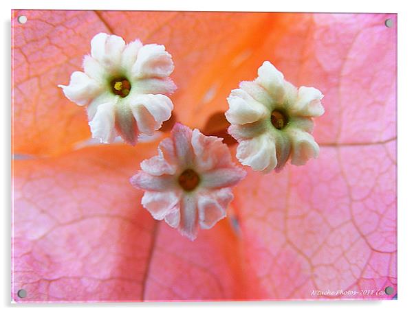 Sugar Button Flowers Acrylic by Sharon Pfeiffer
