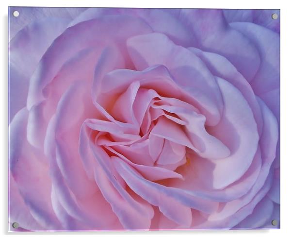 A Beautiful Baby Pink Rose. Acrylic by Becky Dix
