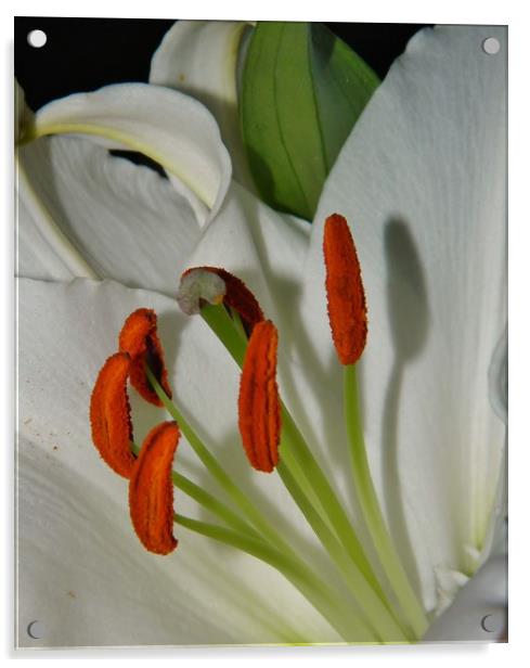 White Oriental Lily. Acrylic by Becky Dix