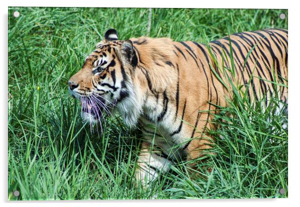 Sumatran Tiger 1 Acrylic by Becky Dix