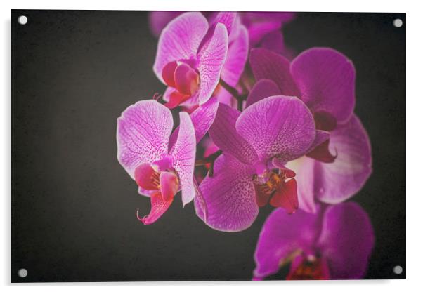 Fuschia Orchid. Acrylic by Becky Dix