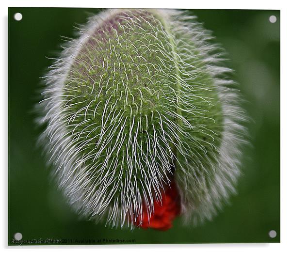 Poppy's Hair Acrylic by Kat Dennis