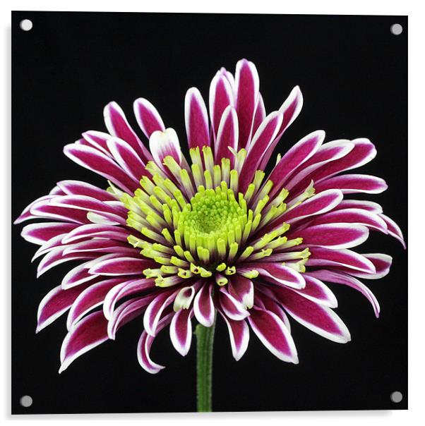 Purple Chrysanthemum Acrylic by Bronwyn Oldham