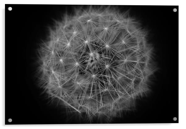 One oclock Dandelions Acrylic by Gareth Harding