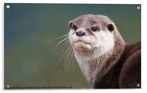 Otter (Amblonyx Cinereus Acrylic by Elaine Whitby
