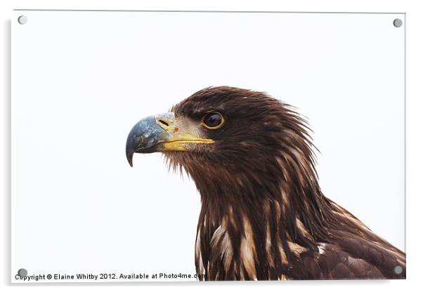 Immature Bald Eagle Acrylic by Elaine Whitby