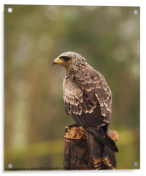 Yellow Billed Kite Acrylic by Elaine Whitby