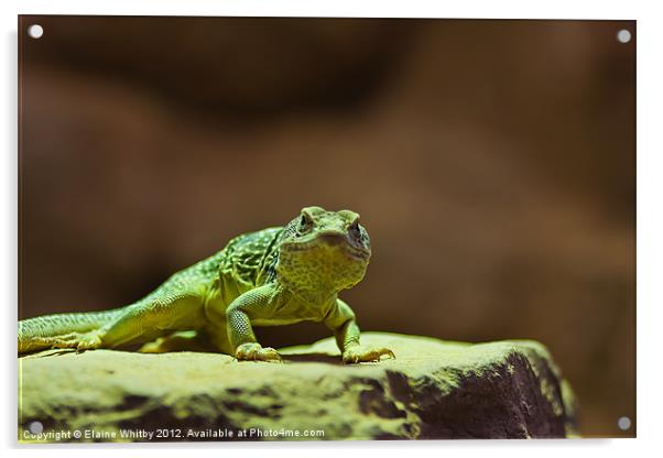 Green Lizard Acrylic by Elaine Whitby