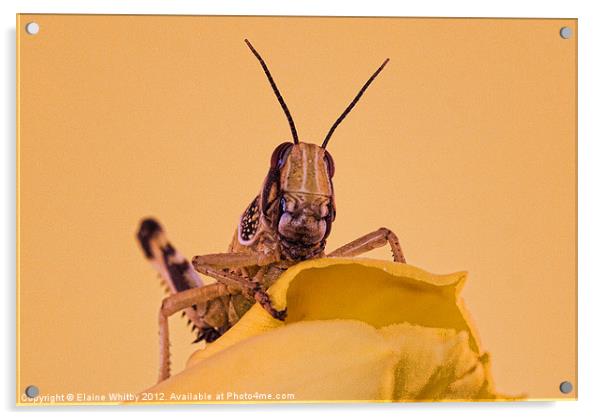 Locust Acrylic by Elaine Whitby