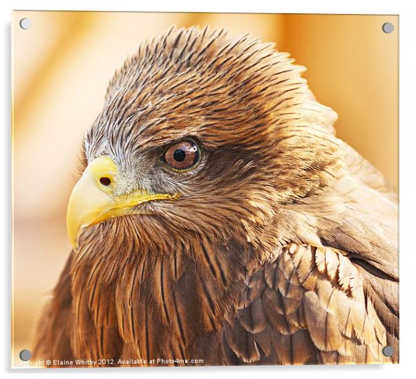 Yellow Billed Kite Acrylic by Elaine Whitby