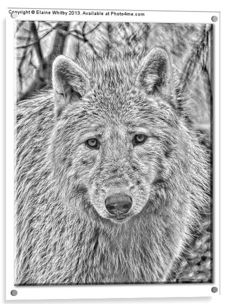 Arctic Wolf Acrylic by Elaine Whitby