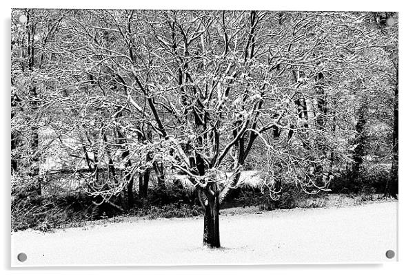 Snowy Tree by the River Acrylic by John Miller