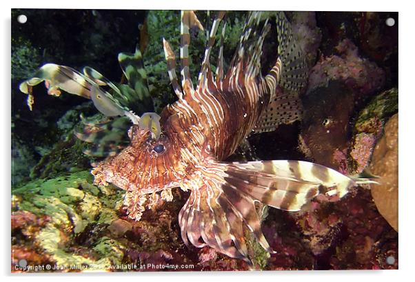 Lionfish,Red Sea. Acrylic by John Miller