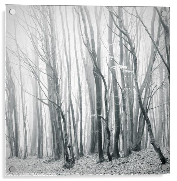 Fog in the Forest II Acrylic by Dorit Fuhg