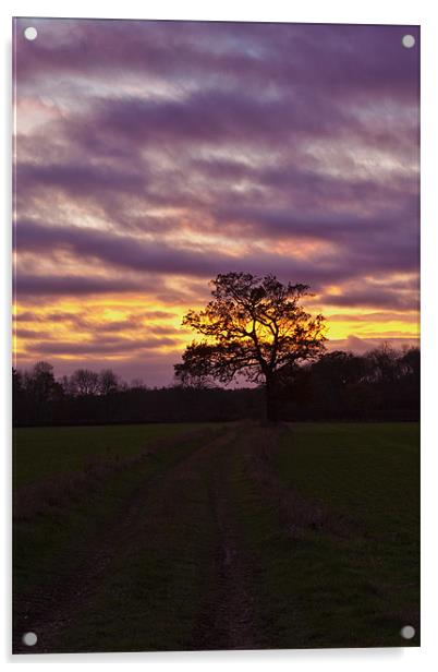 Tree Sunset Acrylic by Richard Thomas