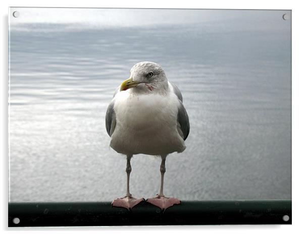 Seagull having a rest Acrylic by Trevor Worrall
