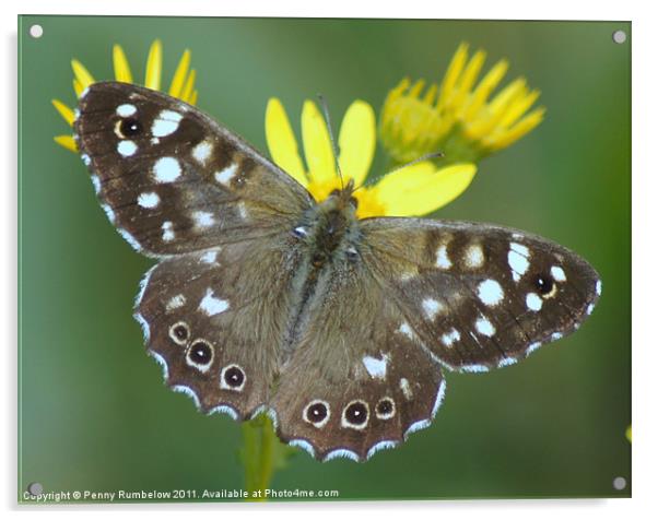 speckledwood butterfly Acrylic by Elouera Photography