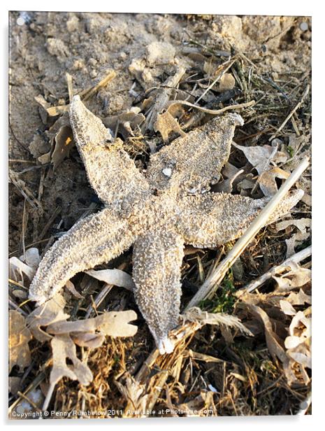 starfish Acrylic by Elouera Photography