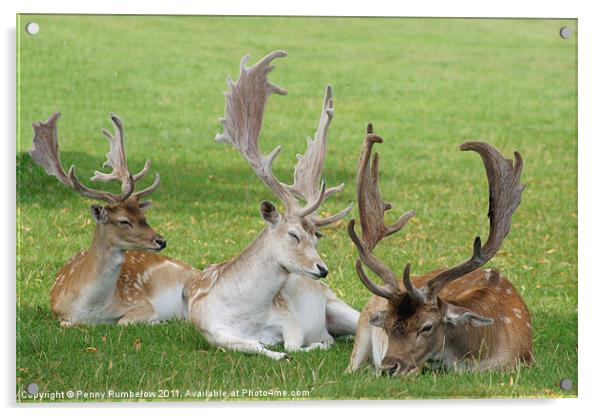 three deers Acrylic by Elouera Photography