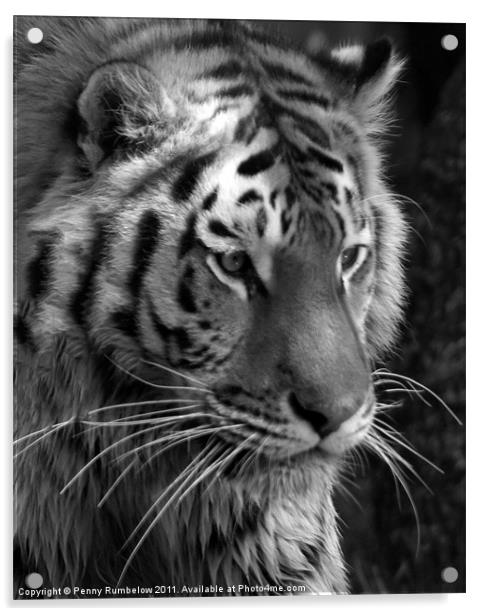 tiger head Acrylic by Elouera Photography