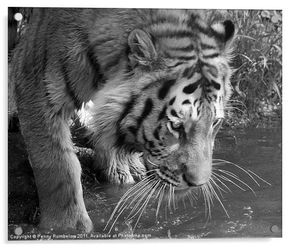 Tiger drinking Acrylic by Elouera Photography