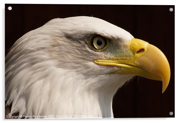 eagle close up Acrylic by Elouera Photography