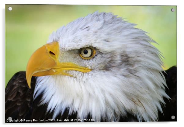 american bald eagle Acrylic by Elouera Photography