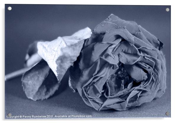 rose Acrylic by Elouera Photography