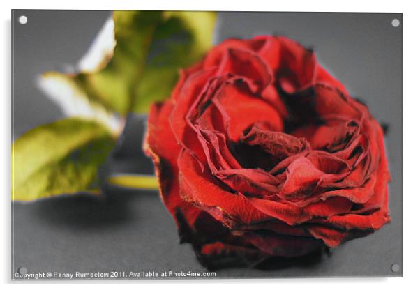 red red rose Acrylic by Elouera Photography