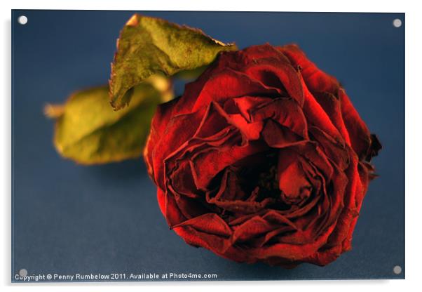 red rose Acrylic by Elouera Photography