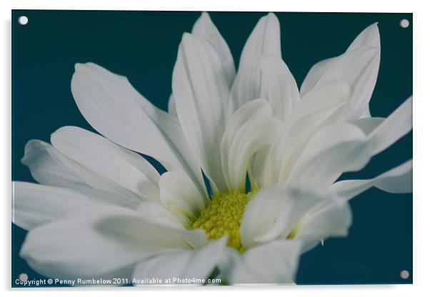 White Chrysanthemum Acrylic by Elouera Photography