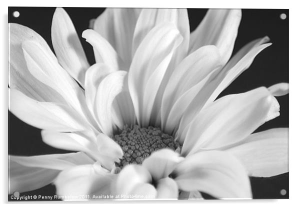 White Chrysanthemum Acrylic by Elouera Photography