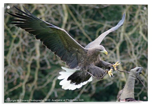 Eagle in flight Acrylic by Elouera Photography