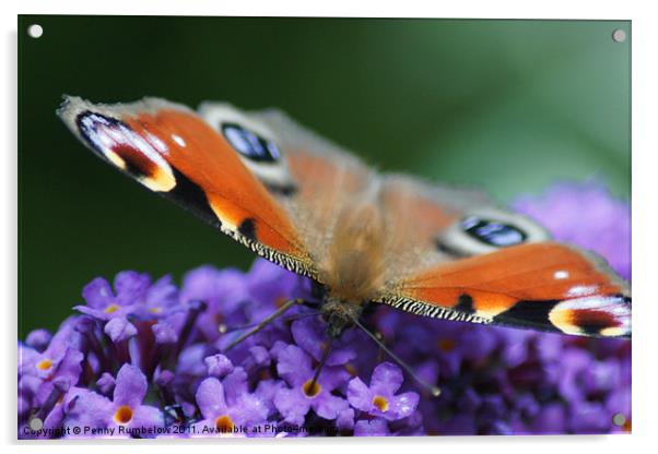 sweet as nectar Acrylic by Elouera Photography