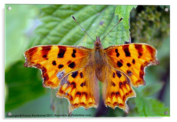 comma Acrylic by Elouera Photography
