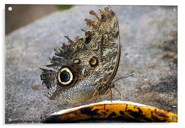 owl butterfly feeding on banana Acrylic by Elouera Photography