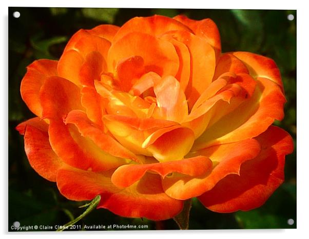 Blossomed Orange Rose Acrylic by Claire Clarke