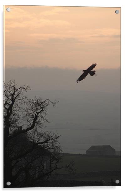 common buzzard  over settle north yorkshire Acrylic by simon sugden