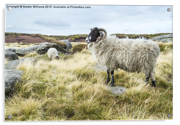 Wild Sheep On Kinder Scout Acrylic by Martyn Williams